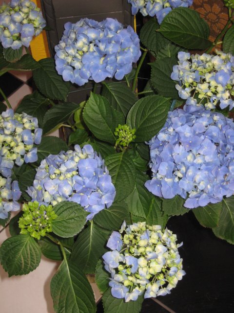 Blue Hydrangea