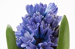 Hyacinth's at Milwaukee Florist: Milwaukee Blooms