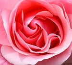 Milwaukee Florist: Roses at Milwaukee Blooms